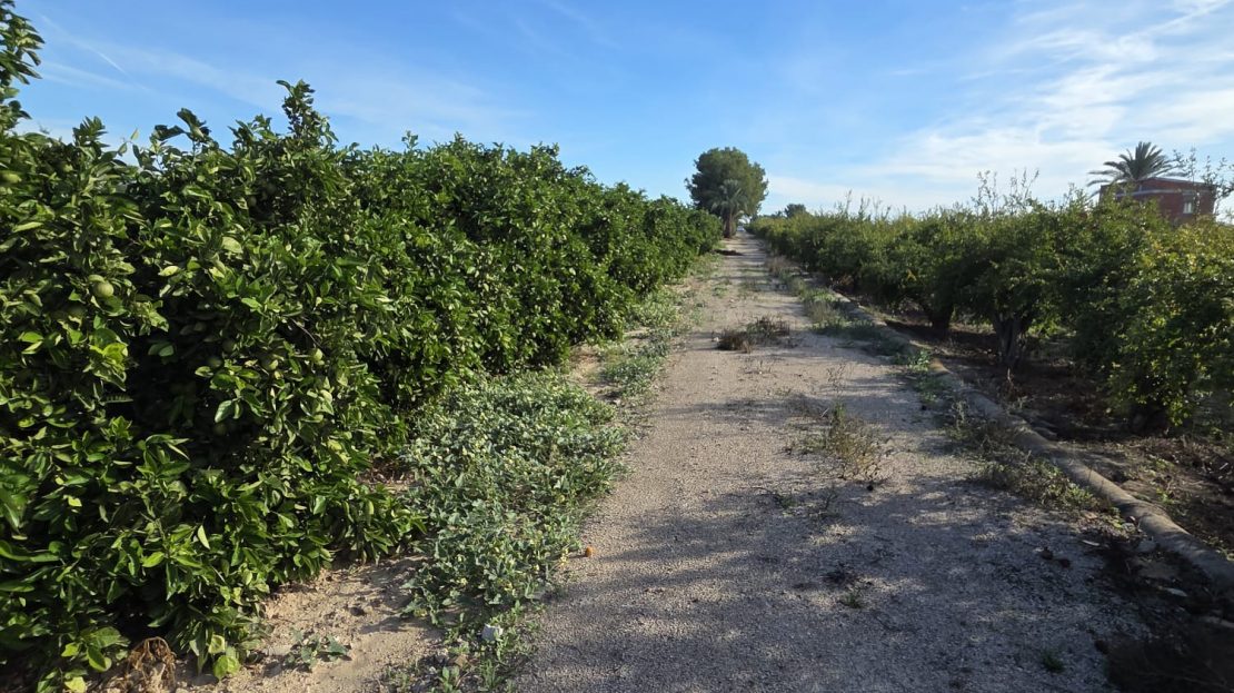 Dom wiejski do remontu na działce o powierzchni 6397 m2 w Albatera_Alicante.
